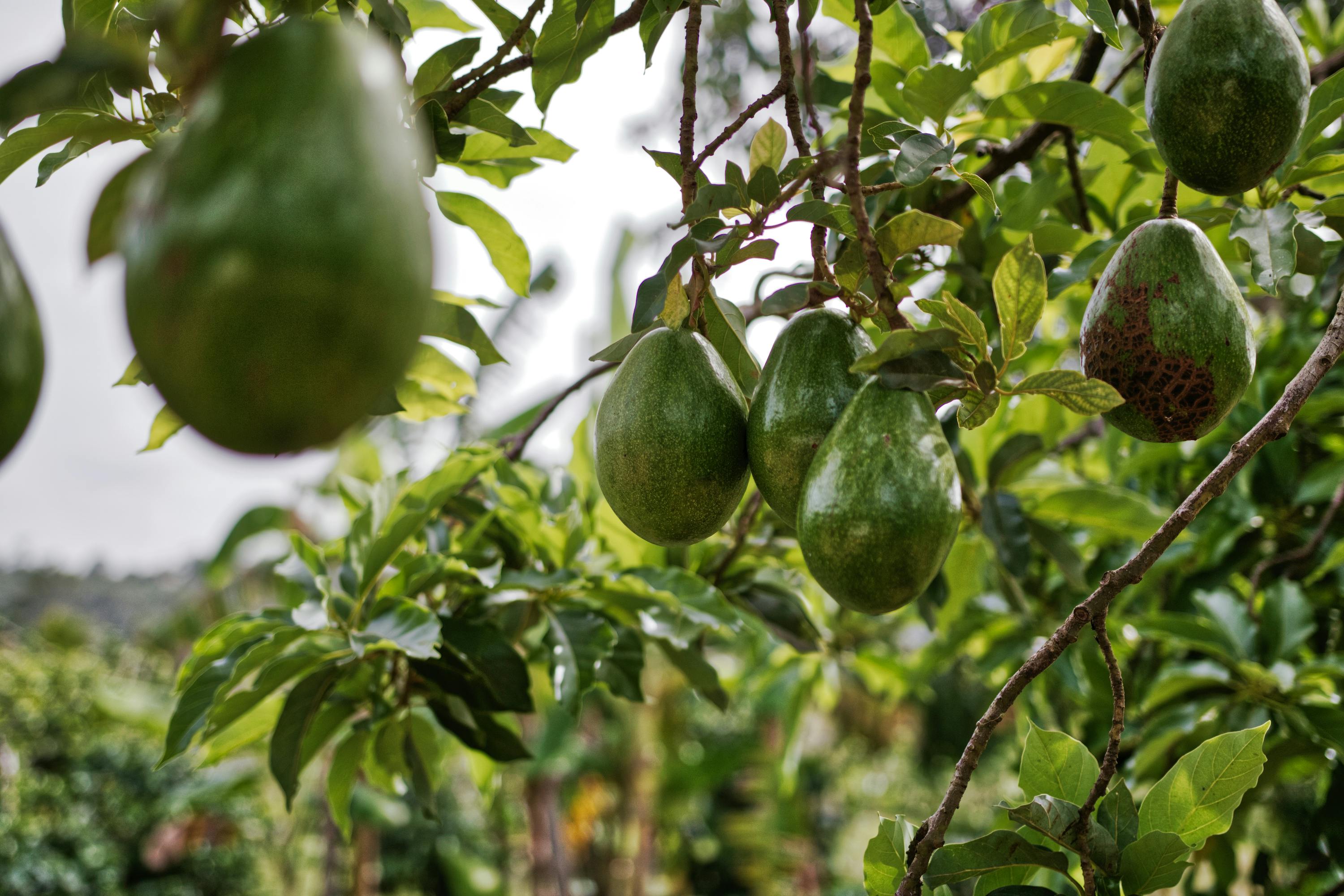 Agriculture